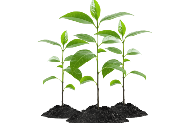 Make It Wild – Planting Trees For Print